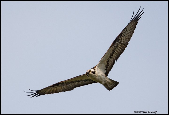 _0SB8296 osprey in flight.jpg